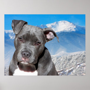 Póster Pit Bull