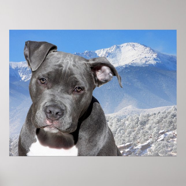 Póster Pit Bull (Frente)