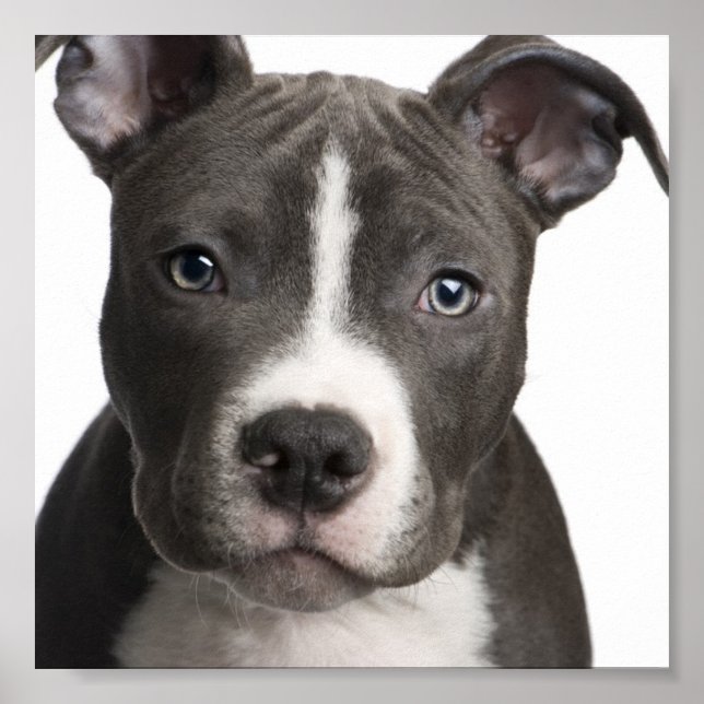 Póster Pit Bull poster (Frente)