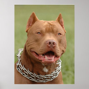 Póster Pitbull