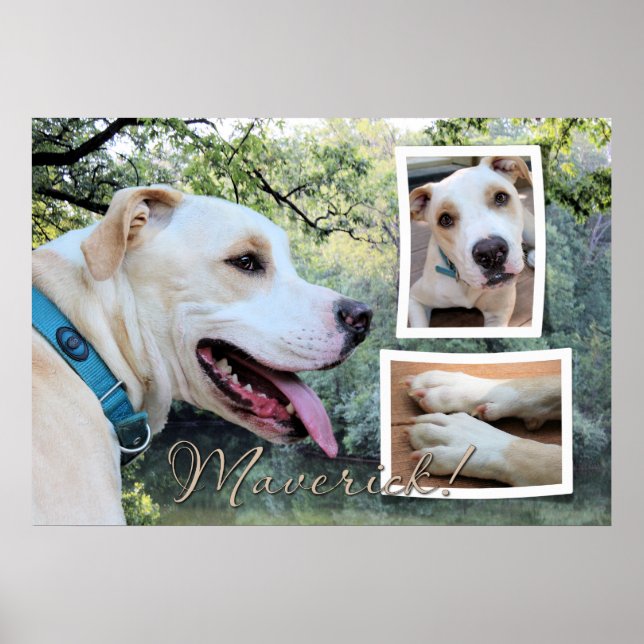 Póster Pitbull - Compuesto de Maverick (Frente)