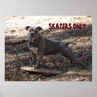 Póster Pitbull con patinador de patineta sólo Poster