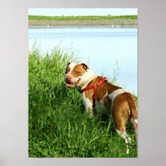 Póster Pitbull poster