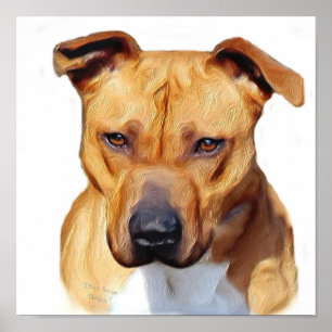 Póster Pitbull poster