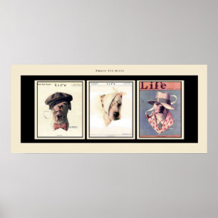 Póster Pitbulls famosos