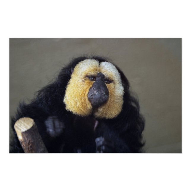 Póster Pithecia pithecia (Anverso)