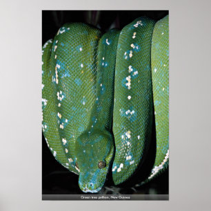 Póster Pitón verde del árbol, Nueva Guinea