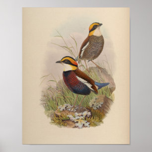 Póster Pitta de Van der Bosch por John Gould Print