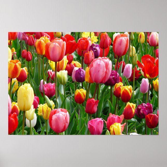 Póster pixabay.comentulips-tulip-bed-colorful-color-52126 (Frente)
