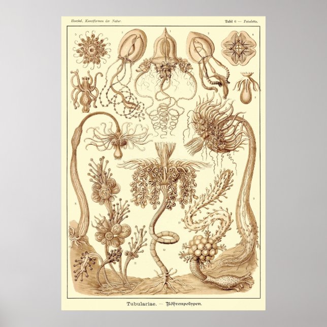 Póster Placa 06 Tubulariae (Frente)