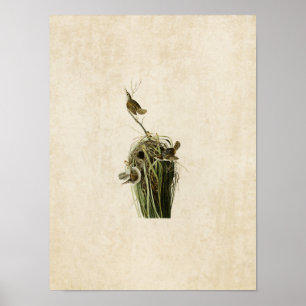 Póster Placa 100 Marsh Wren Aves de América