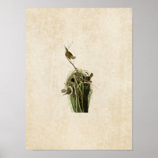 Póster Placa 100 | Marsh Wren | Aves de América