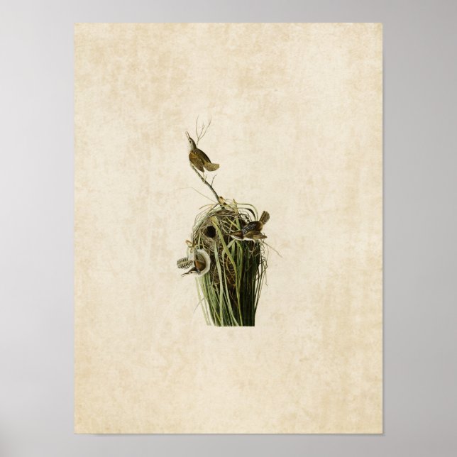 Póster Placa 100 | Marsh Wren | Aves de América (Frente)