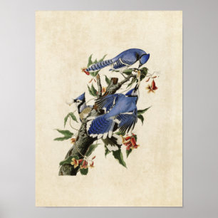 Póster Placa 102   Jay azul   Aves de América