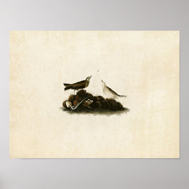 Póster Placa 10 | Marrón Titlark | Aves de América (Frente)
