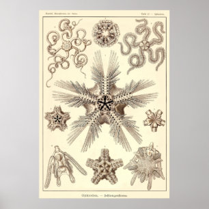 Póster Placa 10 Ophiodea