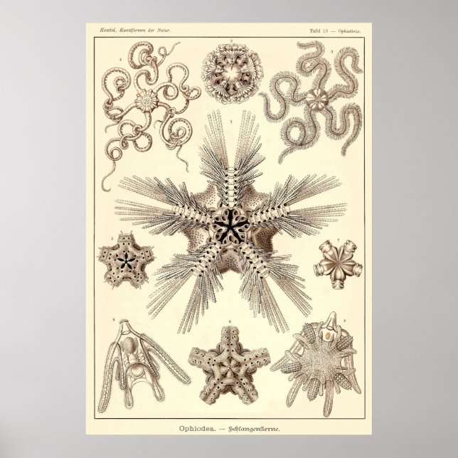 Póster Placa 10 Ophiodea (Frente)