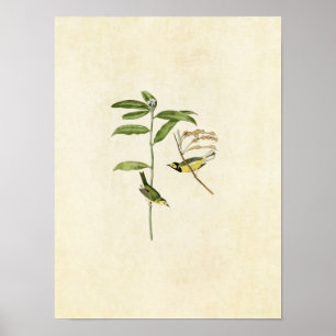 Póster Placa 110   Warbler encapuchado   Aves de América