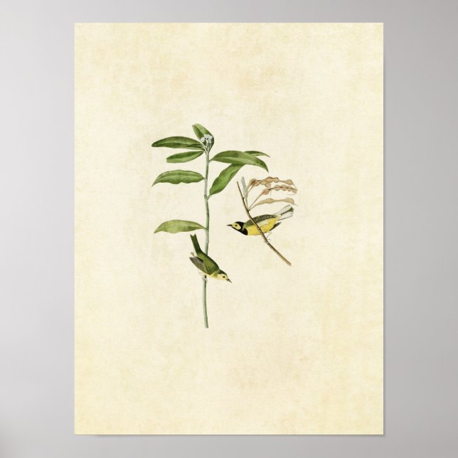 Póster Placa 110 | Warbler encapuchado | Aves de América (Frente)