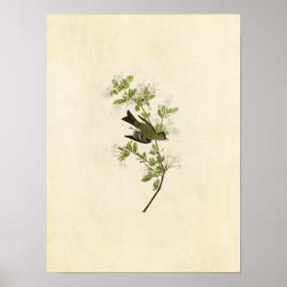 Póster Placa 115 | Wood Pewee | Aves de América