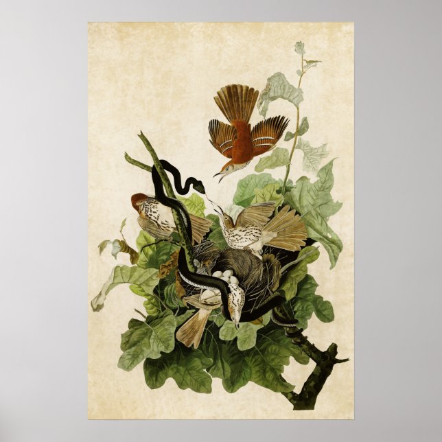 Póster Placa 116 | Arroz ferruinoso | Aves de América (Frente)