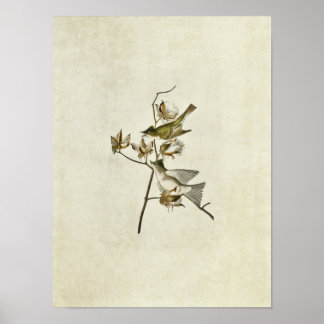 Póster Placa 120 | Pewit Flycatcher | Aves de América