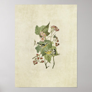 Póster Placa 123 | Warblers negros y amarillos