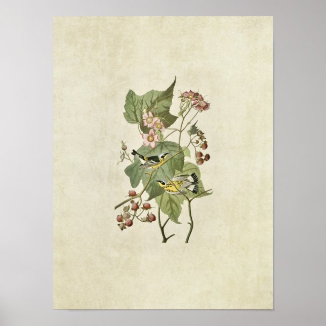 Póster Placa 123 | Warblers negros y amarillos (Frente)