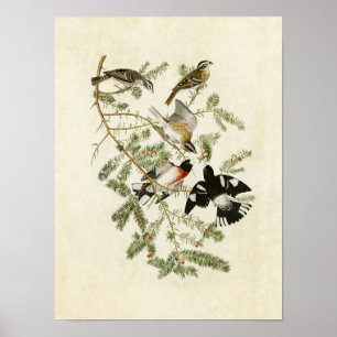 Póster Placa 127 Grosbeak con Rosa