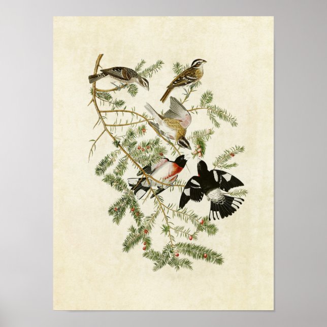Póster Placa 127 | Grosbeak con Rosa (Frente)