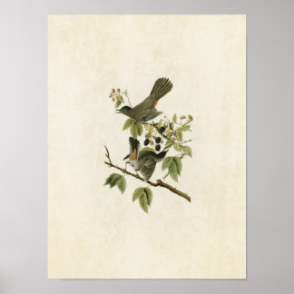 Póster Placa 128 | Pájaros | Aves de América