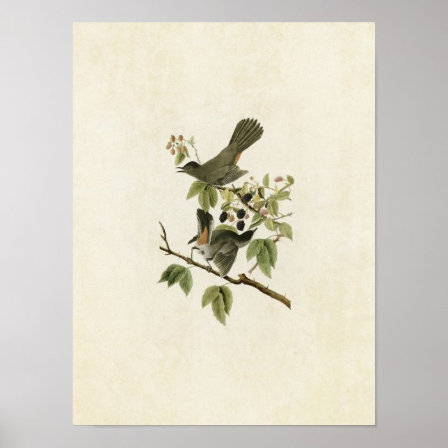 Póster Placa 128 | Pájaros | Aves de América (Frente)