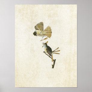 Póster Placa 129   Gran Flycatcher en reposo
