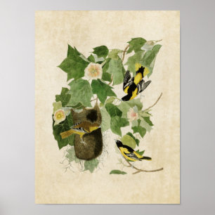 Póster Placa 12   Baltimore Oriole   Aves de América