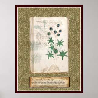 Póster Placa 12 de Voynich