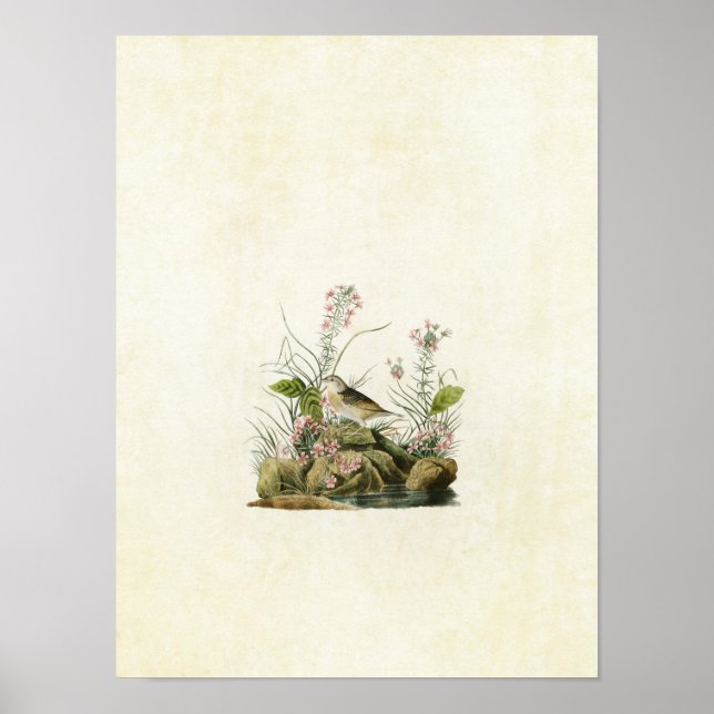 Póster Placa 130 | Espadín de ala amarilla (Frente)