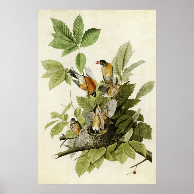 Póster Placa 131 | Robin estadounidense | Aves de América (Frente)