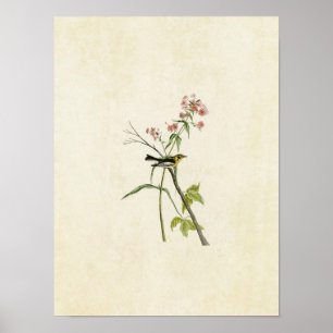 Póster Placa 135   Warbler negro