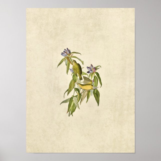 Póster Placa 138 | Warbler de Connecticut | Aves de Améri (Frente)