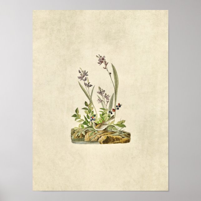 Póster Placa 139 | Paro de campo | Aves de América (Frente)