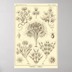 Póster Placa 13 Flagellata