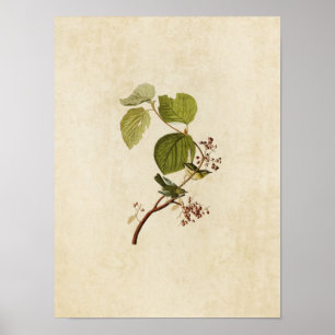 Póster Placa 148   Warbler de ciénaga   Aves de América