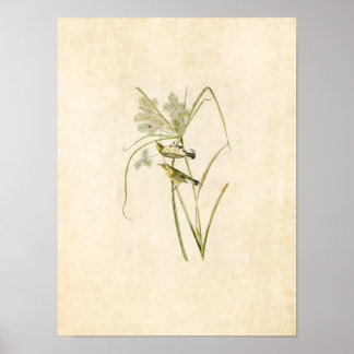 Póster Placa 14 | Prairie Warbler | Aves de América