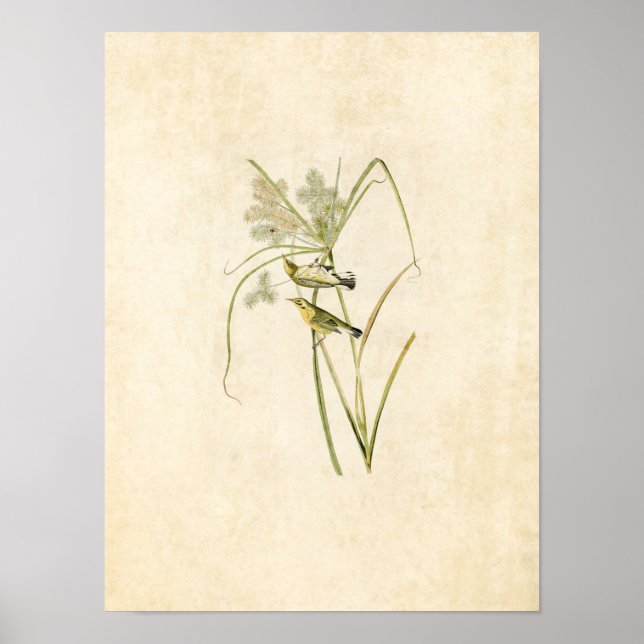 Póster Placa 14 | Prairie Warbler | Aves de América (Frente)