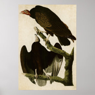 Póster Placa 151   Turquia Buzzard   Aves de América