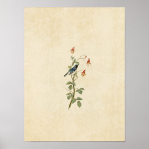 Póster Placa 155   Depurador azul de garganta negra