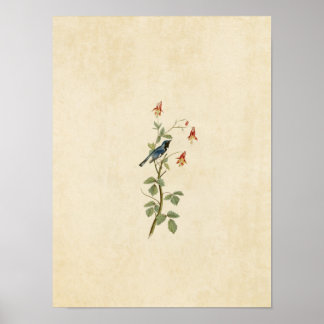 Póster Placa 155 | Depurador azul de garganta negra