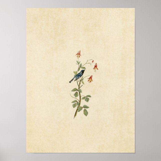 Póster Placa 155 | Depurador azul de garganta negra (Frente)