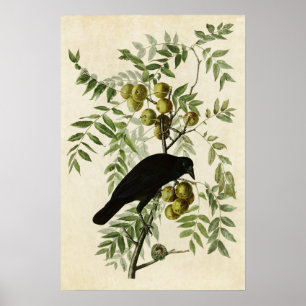 Póster Placa 156   American Crow   Aves de América