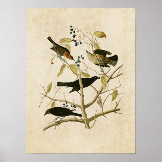 Póster Placa 157 | Rusty Grakle | Aves de América